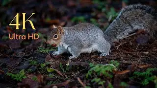 SQUIRREL: TOP 10 AMAZING FACTS IN 4K ULTRA HD