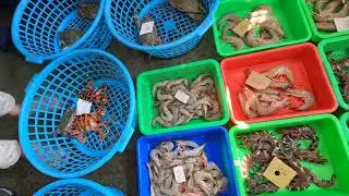 VISUAL SHOCK! No More Hidden Prices! Premium Red Sea Bream and Live Crabs Sold at Honest Rates! 金吉利定