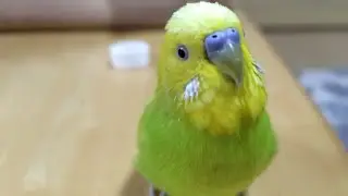 これでもテンション低めです