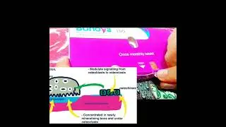 Ibandronic Acid