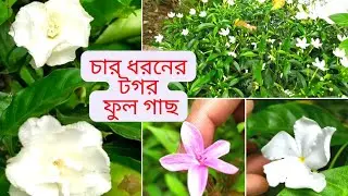4 ধরনের টগর ফুল গাছ || টগর ফুল || Variety of Tagar flower plant ||chandni plants