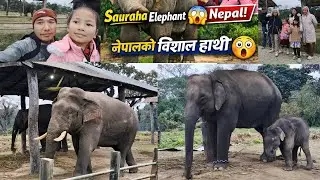 Elephant in Nepal 😱 Sauraha Elephant Breeding Center | Must Visit Tourist Place