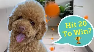 Toy Poodle's Diary Ch.18 | Dog Games Play Table Tennis. Dog vs Balls. Funny Dog Video Clean