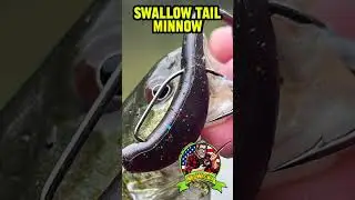 Ластохвостая минога из мультфильма 