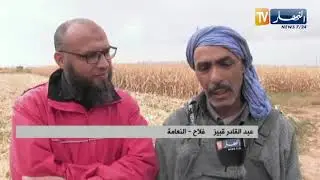 النعامة: إنطلاق عملية حصد 100 هكتار من الذرى الصفراء ببلدية عين بن خليل