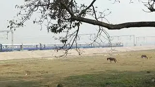 bihariganj railway station arrival local passenger train #bihariganj #indianrailways