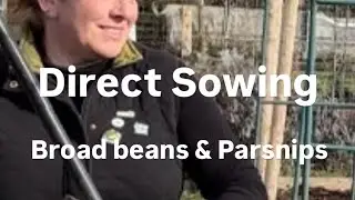 Direct Sowing- Broadbeans & Parsnips