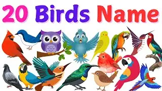 🦜Birds Name in English| Names of Birds | kids Toddler Learning | Preschool Learning |Types of Birds
