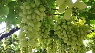 Grapes harvesting and packing in Maharashtra#fruitssupplyindia
