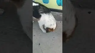 Это Грузия 😍,продолжаем кормить собачек #собака #животные #суперсобака #huskyvideo