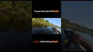 Blue Gill Time 🎁🔥🎁 #subscribe #fishing #giftedfishingllc #viral #epic #shorts #boat #lake #bell
