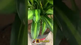 TROPICAL INDOOR PLANTS #houseplants #shortviral #fortuneplants