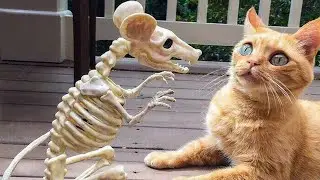 Funniest & Cutest Animals 😁 - Best Of The 2020 Funny Animal Videos 😁