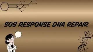 SOS Response DNA repair । DNA অনুর মেরামত পদ্ধতি । Molecular Biology and Bioinformatics.