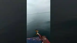 kegaduhan saat mancing semua pada panik