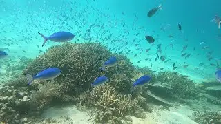 Scuba diving in the 