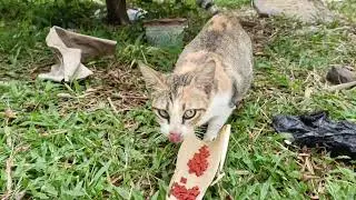 29 Desember 2025#cats  want mate#