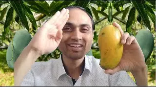 मल्लिका आम | Mallika Mango