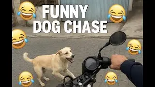 Funny Dog Chase Hilarious dog Running Moments Try Not To laugh