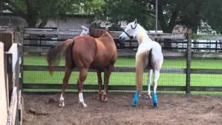 Horses in Love