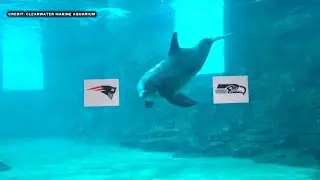 Which team did Nicholas the Dolphin pick to win the 2026 Super Bowl?