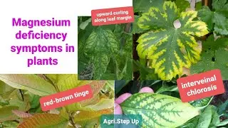Magnesium deficiency symptoms of plants
