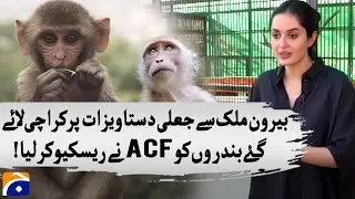 ACF rescues monkeys seized at Karachi airport - Geo News