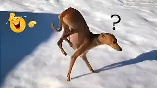 Funny Dogs in the Snow Compilation😂 | Try Not to Laugh