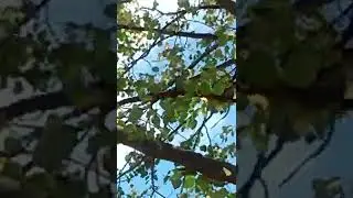 Green parrot singing in a tree in Howard Beach Queens NY 🦜🦜💈⚡🏖️🩴⛱️🎦🎥🎦⛱️🦜🦜🦜 NYC 🗽