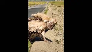 Vulture you get to see once in a lifetime