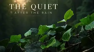 After the Rain | Deep Focus Nature ASMR &bull; 2 Hours &bull; Renewal