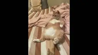 My Friend's Fat and cute kitty cat