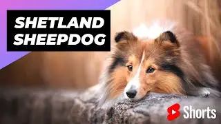 Shetland Sheepdog 🐶 One Of The Most Intelligent Dog Breed In The World #shorts