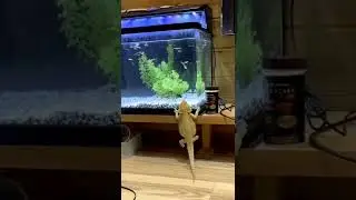 Amazing : Cupang vs Iguana