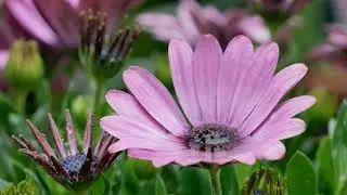 12002299 uhd 3840 2160 33fps mp4