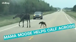 Mama Moose And Newborn Calf Crossing Road || ViralHog