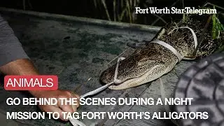 Watch: Alligator Captured And Tagged For Research In Fort Worth