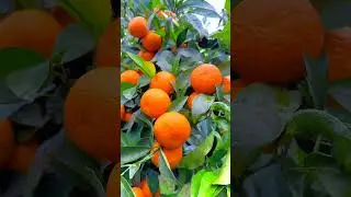 Enjoy beuteyfoull netore and fruit 🍊🍊🍎🍓 #shortvideo #food #fruitcutting #fruits #foodshorts