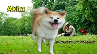 Akita Dog Breed: Personality, Care Tips & Everything You Must Know!