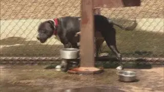 Dog left alone in hot car dies