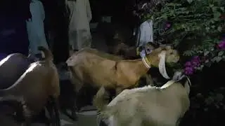 Pure jattan goat breed of sindh pakistan