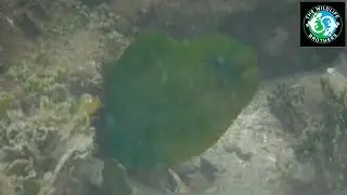 The Predators of the Coral Reef!