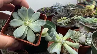 Sooo Many BABIES! Massive Succulent Propagation Update // Angels Grove Gardening