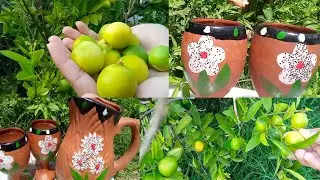 Refreshing lemonade|गर्मी की खास पेयلیموں کے فائدے|شکر کی شکنجبیں|Benefits of homegrown lemons