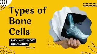 Types of Bone Cells | Osteogenic cells | Osteoblast | Osteocyte | Osteoclast | Easy explanation