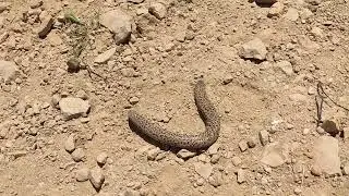 أغرب صنف من الثعابين