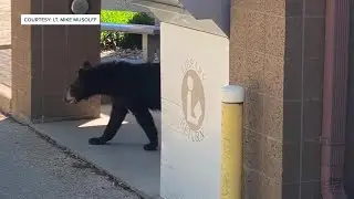 Shawano, the library and a bear, oh my: wild animal spotted in city
