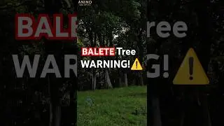 Do NOT Sit Under This Tree in the Philippines&hellip;