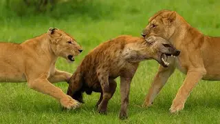 Lion vs Hyena Clan &ndash; Predator Battle for Territory | Untamed Battles