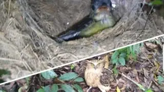 MELIHAT PRKEMBANGN KRABAT BURUNG SOGON MALAH NEMU BUFFY FISH OWL @SOBAT_ADVENTURE#buffyfishowl